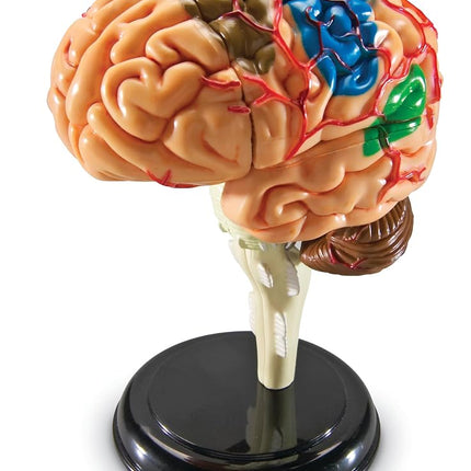 Maquette de cerveau Learning Resources