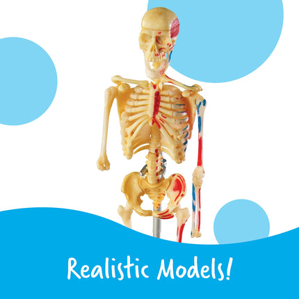 Learning Resources Anatomy Models Bundle, Ages 8+, Human Body, Brain, Heart, Skeleton, Miniature Models for Classroom Learning, Hands-on Science, 132 Pieces