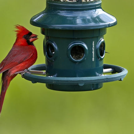 Jacobi Jayne 1024-V01 Feeder Buster Plus-Marauders Off Guaranteed Squirrel and Large Bird Proof/Metal, Green