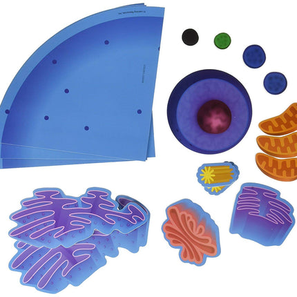 Learning Resources Giant Magnetic Animal Cell - 18