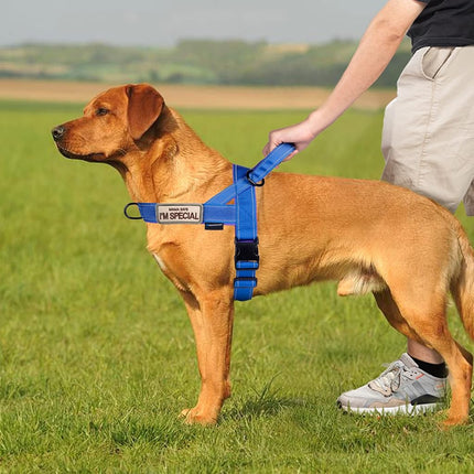 Annchwool No Pull Dog Harness with Soft Padded Handle,Reflective Strip Escape Proof and Quick Fit to Adjust Dog Harness,Easy for Training Walking for Small & Medium and Large Dogs(Blue,XL)