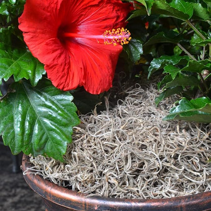 Mosser Lee ML0560 Spanish Moss, 250 Cubic Inches