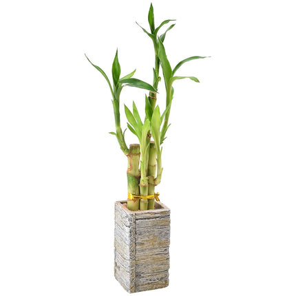Bambou porte-bonheur à 5 tiges, Plante d'intérieur vivante dans une jardinière en bois vieilli pour la maison, le bureau ou comme cadeau, Lumière ***Impossible d'expédier à Hawaï**