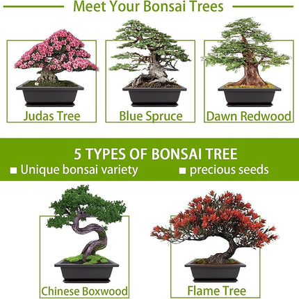 Meekear 5 Bonsai Tree Kit with Complete Plant Growing Tools, Grow in Pot Indoor Bonsai Tree Starter Kit, Home Gardening DIY Gift for Adult Green