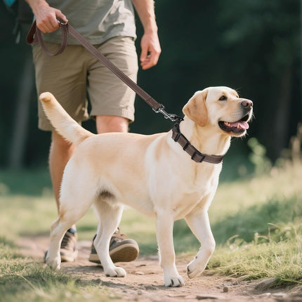 Joytale Reflective Dog Collar, Adjustable Neoprene Padded, Brown L