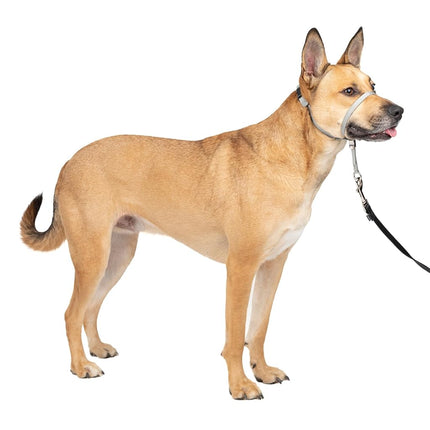 PetSafe Gentle Leader No-Pull Dog Headcollar - The Ultimate Solution to Pulling - Redirects Your Dog's Pulling For Easier Walks - Helps You Regain Control - Medium, Silver