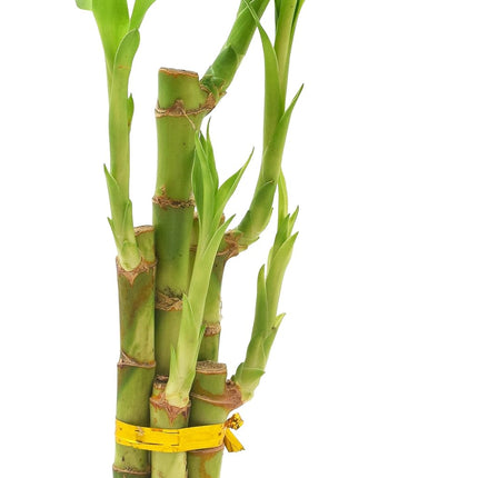 Arcadia Garden Products Bambou porte-bonheur à 5 tiges, plante d'intérieur vivante dans un pot en céramique Dimension II pour la maison, le bureau ou comme cadeau, blanc. ***Ne peut pas être expédié à Hawaï***