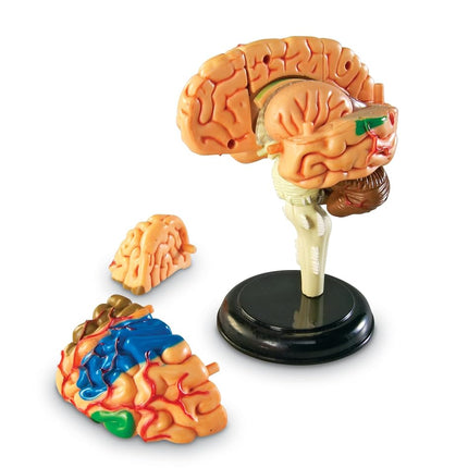 Maquette de cerveau Learning Resources