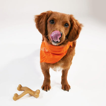 Nylabone Gourmet Style Strong Chew Wishbone Dog Toy Chicken Small/Regular (1 Count)