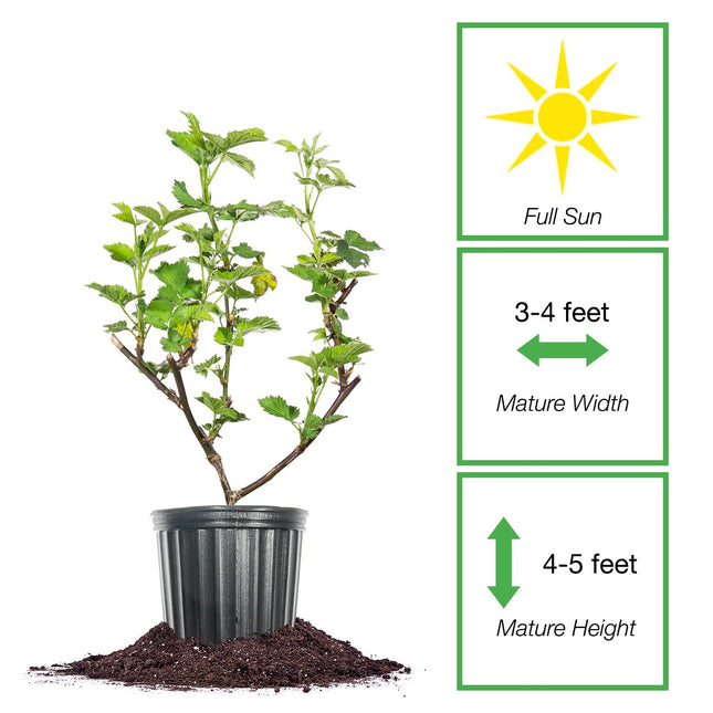 PERFECT PLANTS Zarzamora Triple Crown de 1 galón | Fruta viva enredadera para plantar en exteriores | Frutas grandes para jardines domésticos | Las bayas de color morado oscuro son dulces y saludables