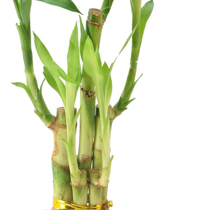 Bambou porte-bonheur à 5 tiges, Plante d'intérieur vivante dans une jardinière en bois vieilli pour la maison, le bureau ou comme cadeau, Lumière ***Impossible d'expédier à Hawaï**