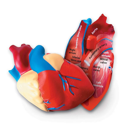 Learning Resources Soft Foam Cross-Section Human H