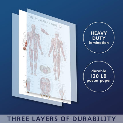 20 Pack - Anatomical Posters - Laminated - Muscular, Skeletal, Digestive, Respiratory, Circulatory, Endocrine, Lymphatic, Male & Female, Nervous, Spinal Nerves, Anatomy Charts - 18" x 27"