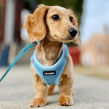 Voyager Step-in Air All Weather Mesh Harness and Reflective Dog 5 ft Leash Combo with Neoprene Handle, for Small, Medium and Large Breed Puppies by Best Pet Supplies - Set (Baby Blue), S