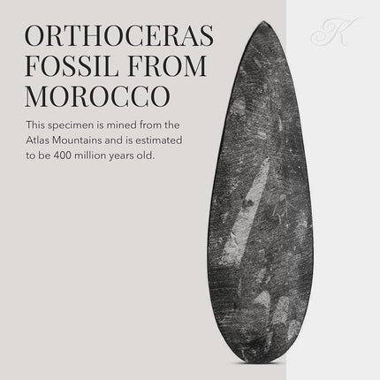 KALIFANO Authentic Natural Orthoceras Fossil - Extinct Cephalopod Shell - Morocco