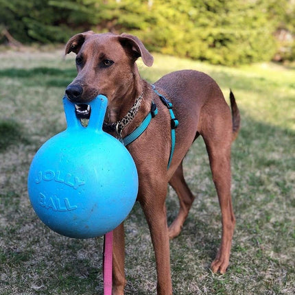 Jolly Pets Tug-n-Toss Dog Toy, 25 cm, Light Blue, Red