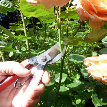 Okatsune Pruning Shears 7.1 inches (180 mm) NO.101