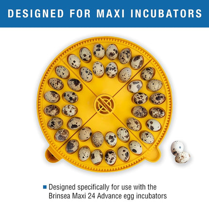 Brinsea Small Egg Quadrant Insert for Maxi Advance Incubator System, Fits 40 Pheasant or Quail-Size Eggs