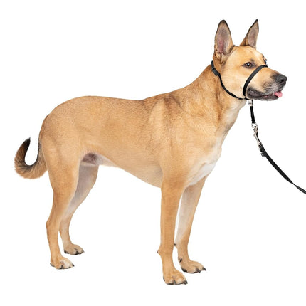 Premier Gentle Leader Head Dog Collar, Black, Medium