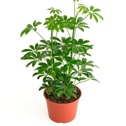 Shop Succulents Heptapleurum Arboricola, Live Indoor Plant, Low Maintenance Dwarf Umbrella Tree, Ideal for Home Decor, Office, and Room Enhancement, 6 Inch Nursery Pot