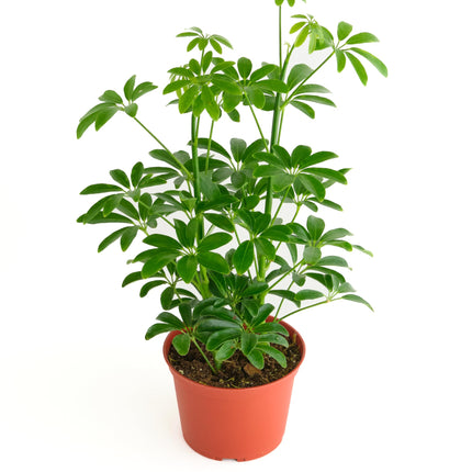 Shop Succulents Heptapleurum Arboricola, Live Indo