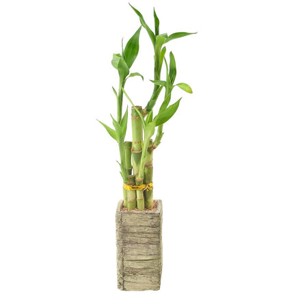 Arcadia Garden Products LV24 5-Stem Lucky Bamboo, Live Indoor Plant in Aged Wood Planter for Home, Work, or Gift, Medium ***Cannot Ship to Hawaii***