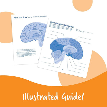 Learning Resources Cross-section Brain Model - 2 Pieces, Ages 7 Plus Brain Anatomy Model, Brain Functions Model, Human Anatomy for Kids, Foam Brain Model, Back to School Supplies