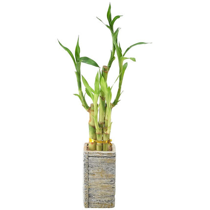 Bambou porte-bonheur à 5 tiges, Plante d'intérieur vivante dans une jardinière en bois vieilli pour la maison, le bureau ou comme cadeau, Lumière ***Impossible d'expédier à Hawaï**
