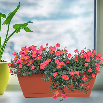 8pcs Window Box Planter,Rectangle Planters Box,Plastic Vegetable Planters