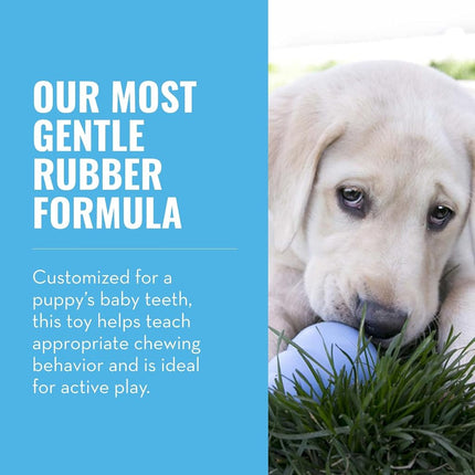 KONG - Puppy Toy Natural Teething Rubber - Fun to Chew, Chase & Fetch - For Small Puppies (Colour May Vary)