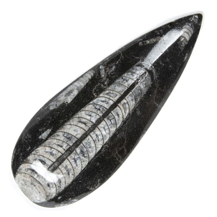 KALIFANO Authentic Natural Orthoceras Fossil - Ext