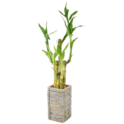 Bambou porte-bonheur à 5 tiges, Plante d'intérieur vivante dans une jardinière en bois vieilli pour la maison, le bureau ou comme cadeau, Lumière ***Impossible d'expédier à Hawaï**