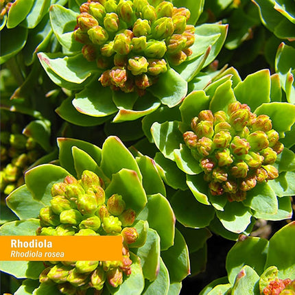 Herb Pharm Alcohol-Free Rhodiola Root Liquid Glycerite for Energy, Endurance & Stamina - 1 oz