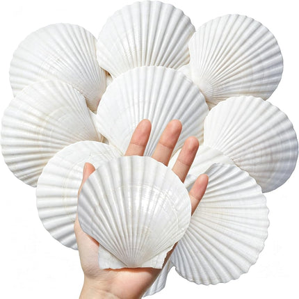 SINKOO 8PCS Large Scallop Shells 4"-5", Natural Wh
