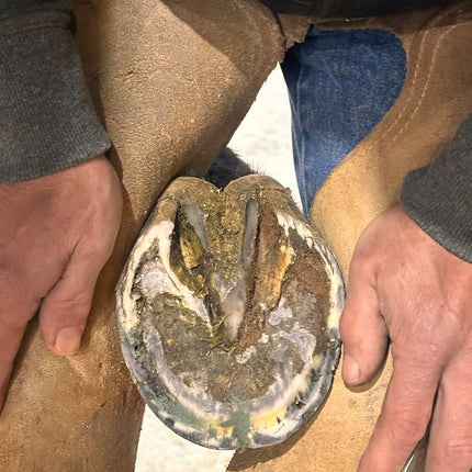 B Gone Hoof Clay - Official Store, for Equestrians, Horses with Whiteline Disease, Seedy Toe, Horse Care, White Line Prevention, Easy Apply Clay