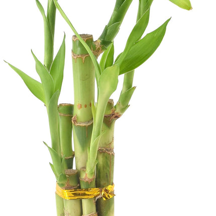 Arcadia Garden Products LV24 5-Stem Lucky Bamboo, Live Indoor Plant in Aged Wood Planter for Home, Work, or Gift, Medium ***Cannot Ship to Hawaii***