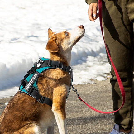 Demigreat Dog Harness, Reflective, Adjustable, Durable, Large (Chest 22.83-38.58 in, Neck 16.14-24.41 in), Turquoise, Safety, Practical, Comfort