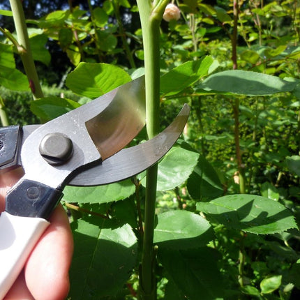 Okatsune Pruning Shears 7.1 inches (180 mm) NO.101