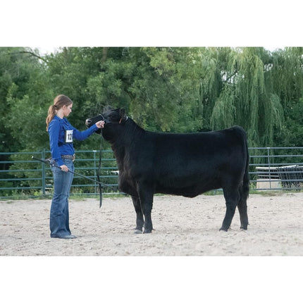Weaver Leather Livestock Black Magic Show Halter, Medium