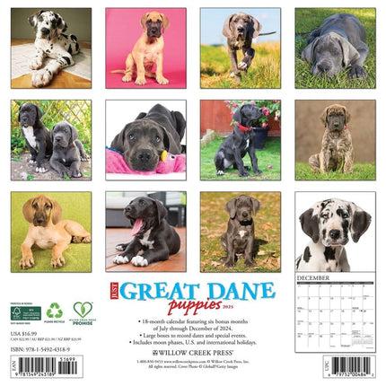 Willow Creek Press Great Dane Puppies Monthly 2025 Wall Calendar (12" x 12")