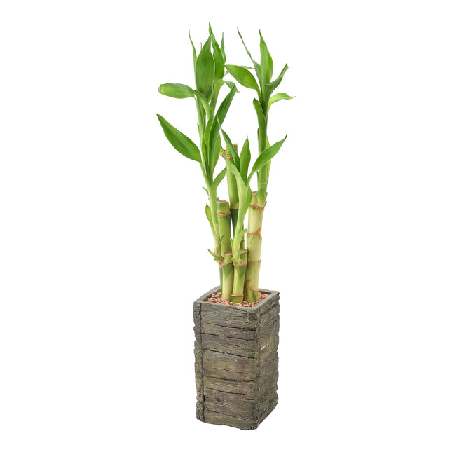 Arcadia Garden Products LV25 Bambú de la Suerte de 5 tallos, planta viva de interior en maceta de madera envejecida para el hogar, el trabajo o para regalar, oscuro ***No se puede enviar a Hawái**