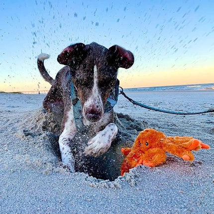 Jolly Pets Tug-A-Mals Crab Dog Toy, Large