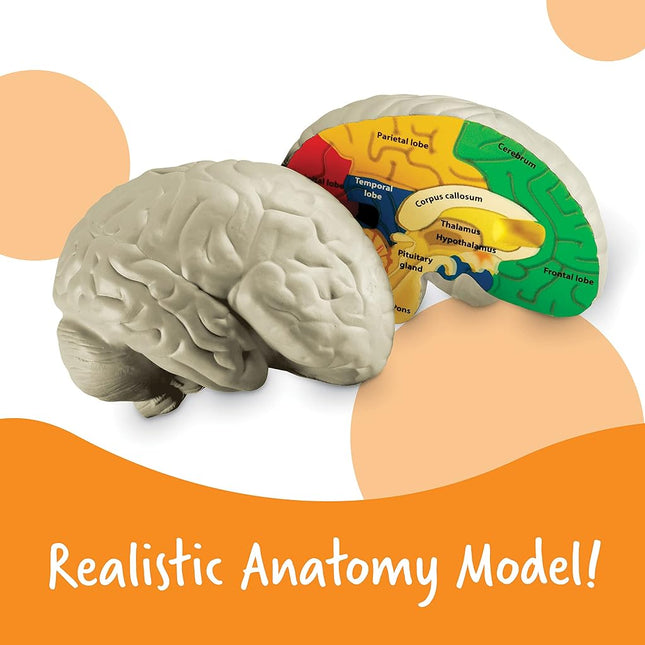 Learning Resources Cross-section Brain Model - 2 Pieces, Ages 7 Plus Brain Anatomy Model, Brain Functions Model, Human Anatomy for Kids, Foam Brain Model, Back to School Supplies
