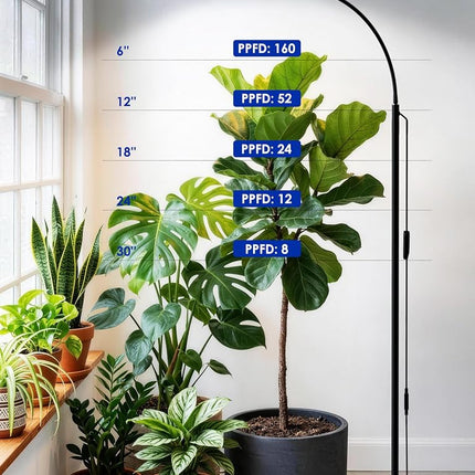 GLOWRIUM Grow Light with Stand,2-Head LED Plant Light for Indoor Plants, Full Spectrum Grow Lamp, 3/9/12H Timer, 6 Dimmable Levels, 3 Lighting Mode, Adjustable Height (Black, 36W)