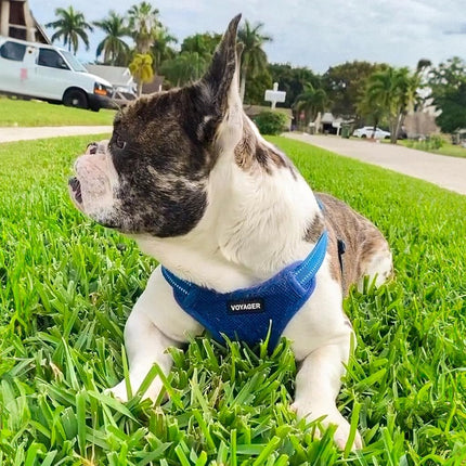 Best Pet Supplies Voyager Adjustable Dog Harness Leash Set with Reflective Stripes for Walking Heavy-Duty Full Body No Pull Vest with Leash D-Ring, Breathable All-Weather - Harness (Royal Blue), XL