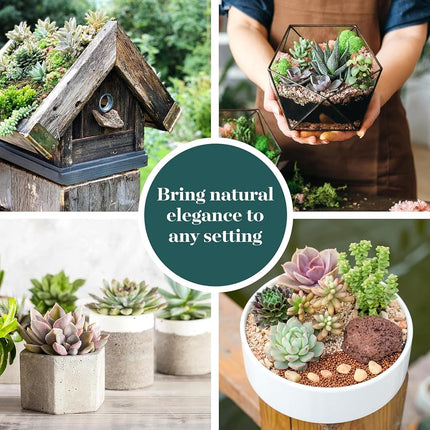 Shop Succulents Assorted Succulent Plant Pack Bulk Collection, Live Mini Succulent Plants, Easy Care, Indoor Plants, Wedding and Party Favors, Gift & Garden, Pack of 32