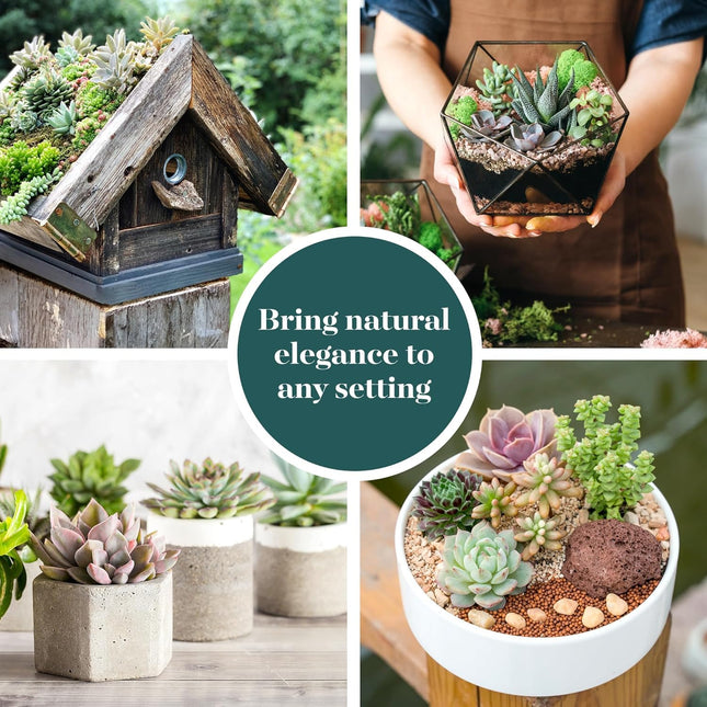 Shop Succulents Assorted Succulent Plant Pack Bulk Collection, Live Mini Succulent Plants, Easy Care, Indoor Plants, Wedding and Party Favors, Gift & Garden, Pack of 32