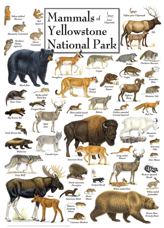 MasterPieces 1000 Piece Wildlife Puzzle for Adults - Mammals of Yellowstone National Park - National Parks Jigsaw 19.25"x26.75"