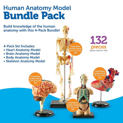Learning Resources Anatomy Models Bundle, Ages 8+, Human Body, Brain, Heart, Skeleton, Miniature Models for Classroom Learning, Hands-on Science, 132 Pieces