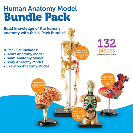Learning Resources Anatomy Models Bundle, Ages 8+, Human Body, Brain, Heart, Skeleton, Miniature Models for Classroom Learning, Hands-on Science, 132 Pieces